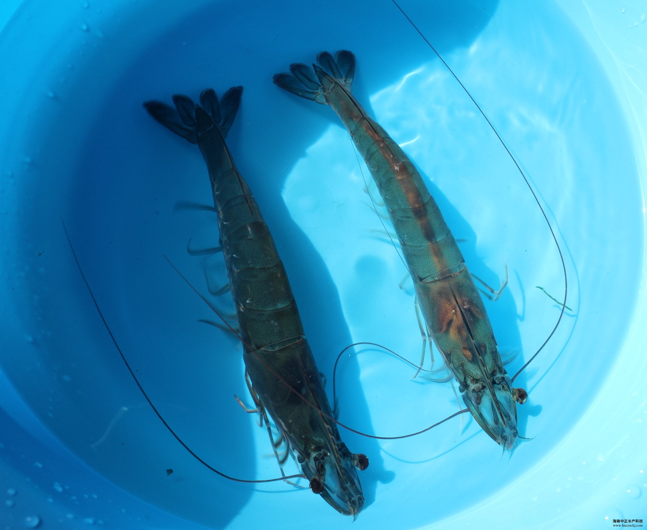�����׌��r�H�r